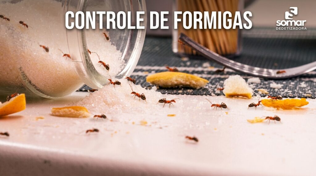 Formigas em bancada de cozinha — dedetização e controle de pragas Somar